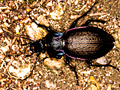 Carabus nemporalis